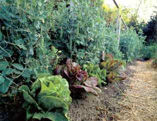 
Knowing which plants complement each other will tremendously help your garden.
